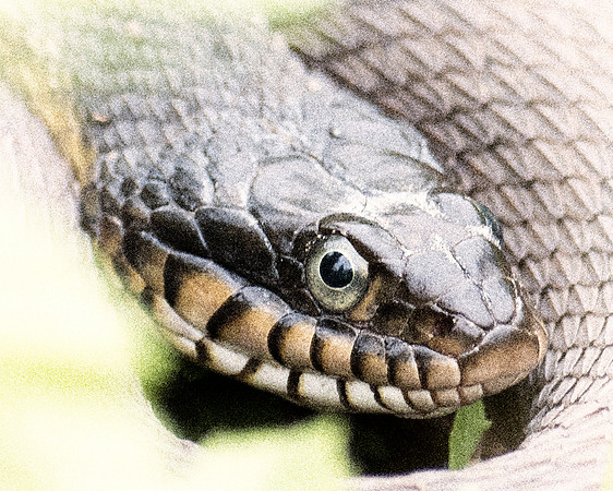 Bertazzoni, "Black & white", Nikon, USA, bite, camouflage, colors, "Adult Plain-Bellied Watersnake" , details, garden, insect, jungle, leather, nature, poison, reptile, scales, skin, snake, texas, tre