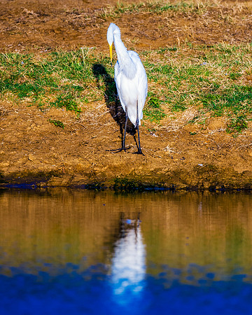 Bertazzoni, Nikon, Texas, bird, "black & white", feathers, fishing, "great Blue Heron", lake, migration, nature, park, peak, pond, swamp, "wading bird", wildlife, wings
