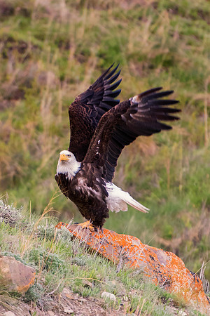 Bertazzoni, "Grand Teton", Nikon, "North America", USA, Yellowsyone, "bald eagle", beak, "birds of prey", claws, colors, eagle, feathers, flying, icon, nature, nest, predator, scenic, sky, wings, "bla