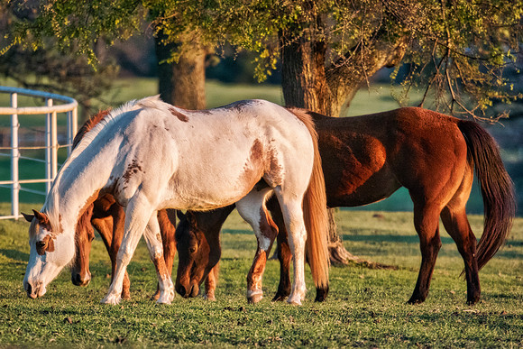 Bertazzoni, Hollywood, Indians, Nikon, appaloosa, boots, boy, bridle, buckskin, circus, cow, far, "far west", horses, jockey, legs, main, mustangs, paint, palomino, pinto, prairie, quarter, race, sadd