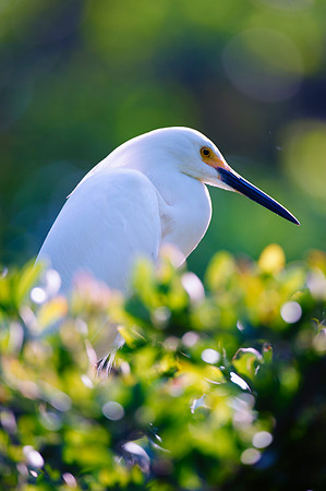 Great White Egret