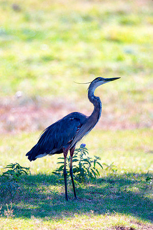 Bertazzoni, Nikon, Texas, bird, "black & white", feathers, fishing, "great Blue Heron", lake, migration, nature, park, peak, pond, swamp, "wading bird", wildlife, wings