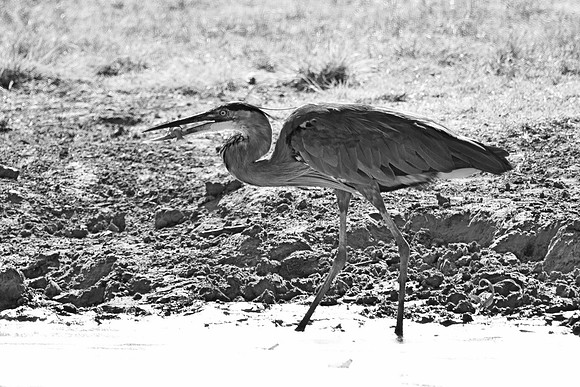 Bertazzoni, Nikon, Texas, bird, "black & white", feathers, fishing, "great Blue Heron", lake, migration, nature, park, peak, pond, swamp, "wading bird", wildlife, wings