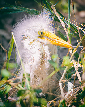 Bertazzoni, Jamaica, Nikon, artistic, beak, colors, feathers, fishing, "flying egret", heron, legs, migration, nature, nesting, panning, parade, pond, safari, swamp, "white egret"