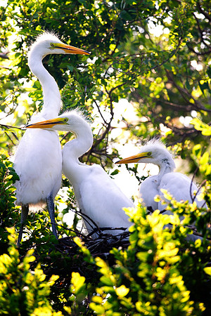 siblings, Bertazzoni, Jamaica, Nikon, artistic, beak, colors, feathers, fishing, "flying egret", heron, legs, migration, nature, nesting, panning, parade, pond, safari, swamp, "white egret"