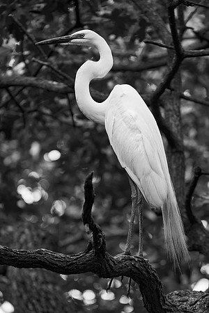 Bertazzoni, Jamaica, Nikon, artistic, beak, colors, feathers, fishing, "flying egret", heron, legs, migration, nature, nesting, panning, parade, pond, safari, swamp, "white egret"