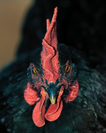 Bertazzoni, Nikon, "angry hen", beak, bird, breakfast, chicken, colors, eggs, farm, feathers, food, hen, "hen's portrait", hens, legs, nature, wings, yard