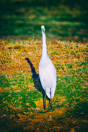 Bertazzoni, Nikon, Texas, bird, "black & white", feathers, fishing, "great Blue Heron", lake, migration, nature, park, peak, pond, swamp, "wading bird", wildlife, wings