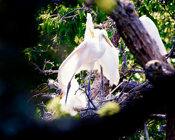 Bertazzoni, Jamaica, Nikon, artistic, beak, colors, feathers, fishing, "flying egret", heron, legs, migration, nature, nesting, panning, parade, pond, safari, swamp, "white egret"