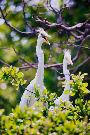 couple, Bertazzoni, Jamaica, Nikon, artistic, beak, colors, feathers, fishing, "flying egret", heron, legs, migration, nature, nesting, panning, parade, pond, safari, swamp, "white egret"