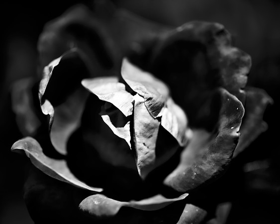 Bertazzoni, Nikon, "black & white", flowers, garden, leafs, nature, nursery, petals, roses, spines, yard, spines, petals, artistic, macro, details