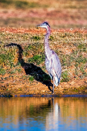 Bertazzoni, Nikon, Texas, bird, "black & white", feathers, fishing, "great Blue Heron", lake, migration, nature, park, peak, pond, swamp, "wading bird", wildlife, wings