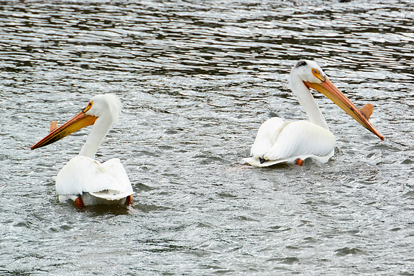 Bertazzoni, Kenya, Namibia, Pelican, "Walvis Bay", beak, colors, feathers, fishing, flying, hunting, lake, lakes, nature, nesting, ocean, "pink backed pelican", rivers, wings, "American White Pelican"