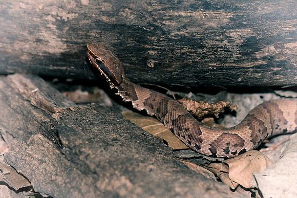 Bertazzoni, "Black & white", Nikon, USA, bite, camouflage, colors, cottonmouth, details, garden, insect, jungle, leather, nature, poison, reptile, scales, skin, snake, texas, trees, venom, zoo