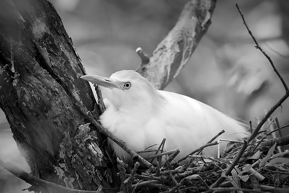 Bertazzoni, Jamaica, Nikon, artistic, beak, colors, feathers, fishing, "flying egret", heron, legs, migration, nature, nesting, panning, parade, pond, safari, swamp, "white egret"