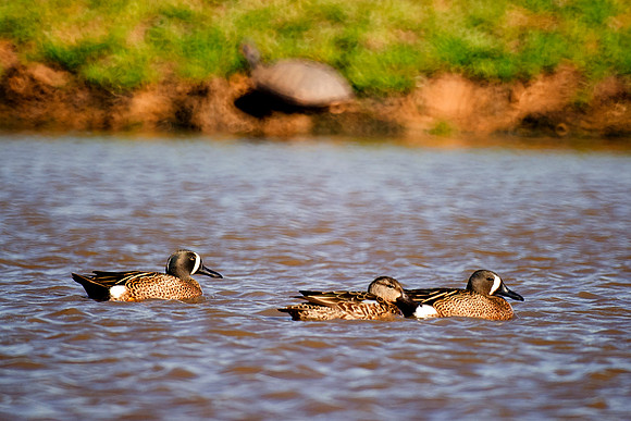 Bertazzoni, Nikon, beak, "blue winged teal", colors, duck, ducklings, eggs, feathers, flying, hunting, lake, nature, pond, season, swimming