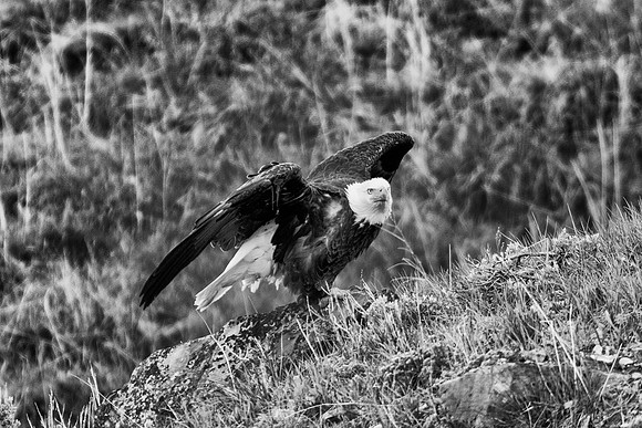 Bertazzoni, "Grand Teton", Nikon, "North America", USA, Yellowsyone, "bald eagle", beak, "birds of prey", claws, colors, eagle, feathers, flying, icon, nature, nest, predator, scenic, sky, wings, "bla
