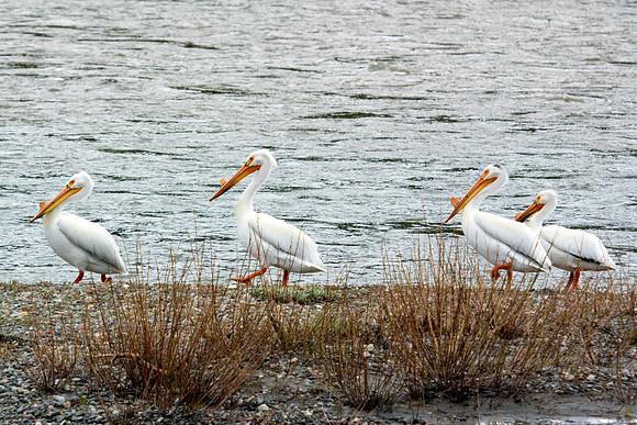 Bertazzoni, Kenya, Namibia, Pelican, "Walvis Bay", beak, colors, feathers, fishing, flying, hunting, lake, lakes, nature, nesting, ocean, "pink backed pelican", rivers, wings, "American White Pelican"