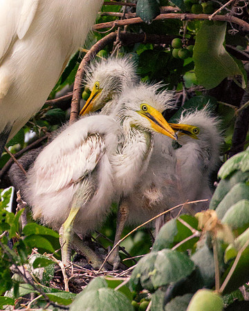 Bertazzoni, Jamaica, Nikon, artistic, beak, colors, feathers, fishing, "flying egret", heron, legs, migration, nature, nesting, panning, parade, pond, safari, swamp, "white egret"