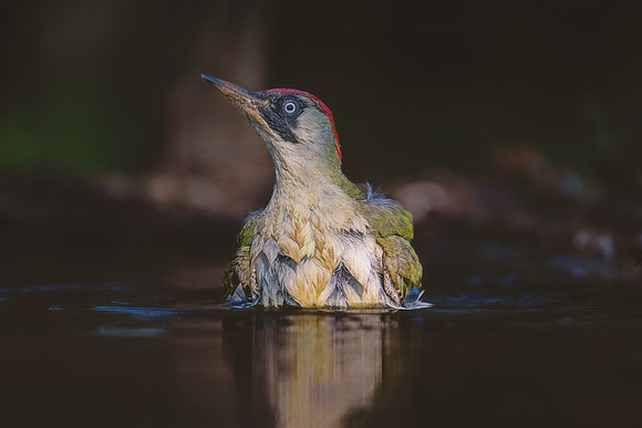 European Green Woodpecker
