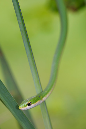 Bertazzoni, "Black & white", Nikon, "Rough Greensnake", USA, bite, camouflage, colors, details, garden, insect, jungle, leather, nature, poison, reptile, scales, skin, snake, texas, trees, venom, zoo