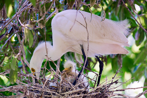 Bertazzoni, Jamaica, Nikon, artistic, beak, colors, feathers, fishing, "flying egret", heron, legs, migration, nature, nesting, panning, parade, pond, safari, swamp, "white egret"