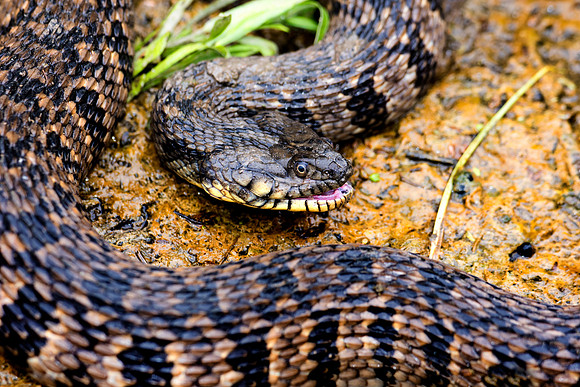 Bertazzoni, "Black & white", "Diamondback Watersnake", Nikon, USA, bite, camouflage, colors, details, garden, insect, jungle, leather, nature, poison, reptile, scales, skin, snake, texas, trees, venom