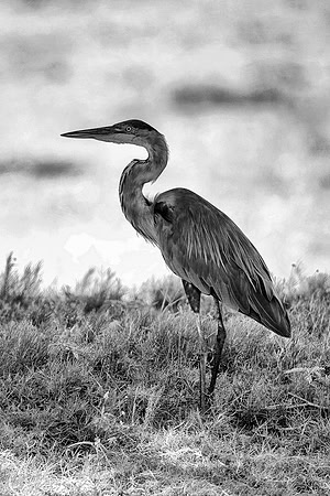 Bertazzoni, Jamaica, Nikon, artistic, beak, colors, feathers, fishing, "flying egret", heron, legs, migration, nature, nesting, panning, parade, pond, safari, swamp, "white egret"