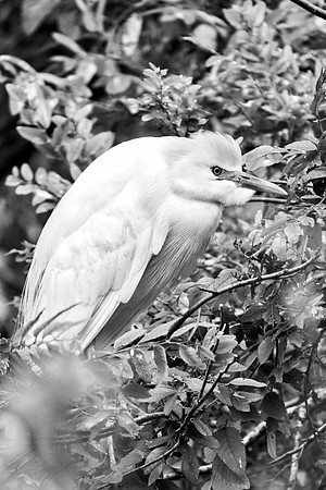Bertazzoni, Jamaica, Nikon, artistic, beak, colors, feathers, fishing, "flying egret", heron, legs, migration, nature, nesting, panning, parade, pond, safari, swamp, "white egret"