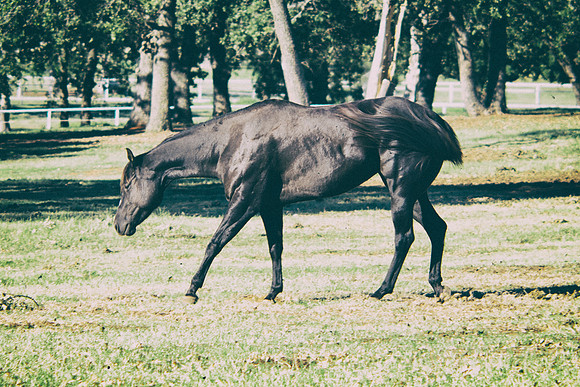 "black horse", horse, appaloosa, prairie, pasture, Texas, western, Nikon, Bertazzoni, race, indians