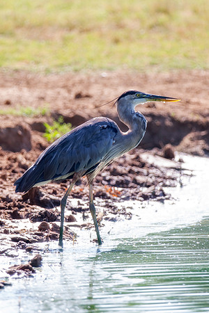 Bertazzoni, Nikon, Texas, bird, "black & white", feathers, fishing, "great Blue Heron", lake, migration, nature, park, peak, pond, swamp, "wading bird", wildlife, wings