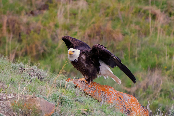 Bertazzoni, "Grand Teton", Nikon, "North America", USA, Yellowsyone, "bald eagle", beak, "birds of prey", claws, colors, eagle, feathers, flying, icon, nature, nest, predator, scenic, sky, wings, "bla