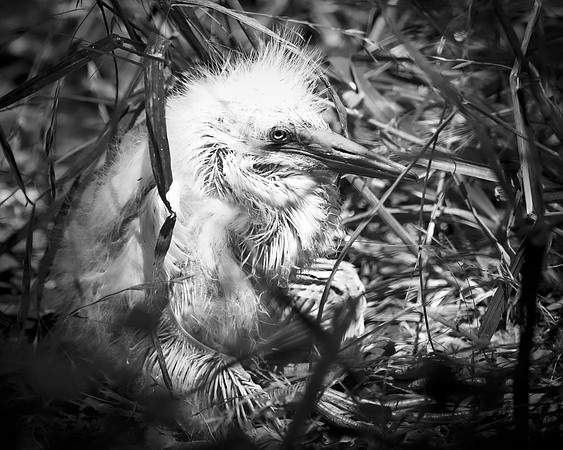 Bertazzoni, Jamaica, Nikon, artistic, beak, colors, feathers, fishing, "flying egret", heron, legs, migration, nature, nesting, panning, parade, pond, safari, swamp, "white egret"