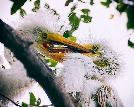 Bertazzoni, Jamaica, Nikon, artistic, beak, colors, feathers, fishing, "flying egret", heron, legs, migration, nature, nesting, panning, parade, pond, safari, swamp, "white egret"