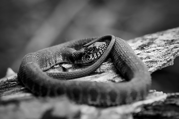 Bertazzoni, "Black & white", Nikon, "Subadult Plain-Bellied Watersnake", USA, bite, camouflage, colors, details, garden, insect, jungle, leather, nature, poison, reptile, scales, skin, snake, texas, t