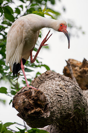 White Ibis