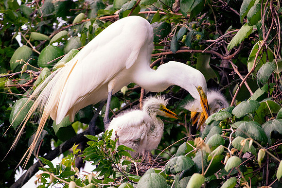 Bertazzoni, Jamaica, Nikon, artistic, beak, colors, feathers, fishing, "flying egret", heron, legs, migration, nature, nesting, panning, parade, pond, safari, swamp, "white egret"