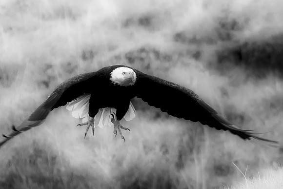 Bertazzoni, "Grand Teton", Nikon, "North America", USA, Yellowsyone, "bald eagle", beak, "birds of prey", claws, colors, eagle, feathers, flying, icon, nature, nest, predator, scenic, sky, wings, "bla