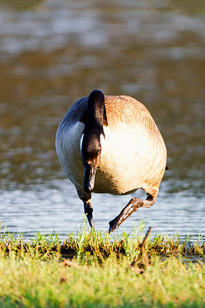 Bertazzoni, "Canadian Geese", Nikon, Texas, beak, colors, cooking, feathers, flying, food, geese, lakes, migration, nature, ponds, swamps, wings