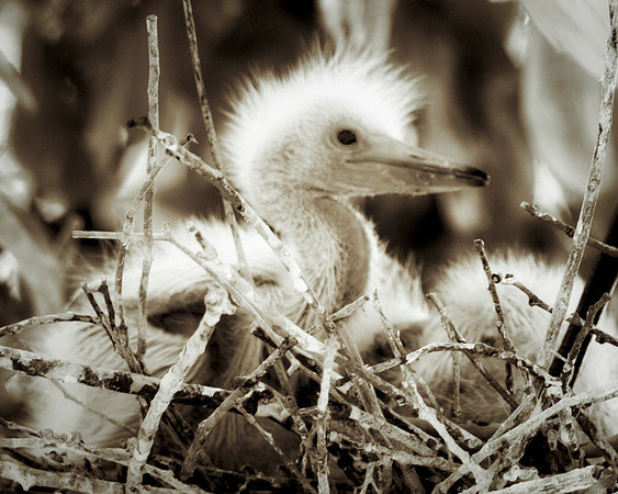 Bertazzoni, Jamaica, Nikon, artistic, beak, colors, feathers, fishing, "flying egret", heron, legs, migration, nature, nesting, panning, parade, pond, safari, swamp, "white egret"