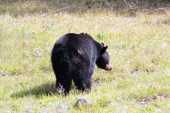 Bertazzoni, "Big Bend", Nikon, attack, "black Bear", cubs, food, hiking, honey, nature, parks, trash, wildlife, yogi, "Grand Teton", Nikon, bertazzoni