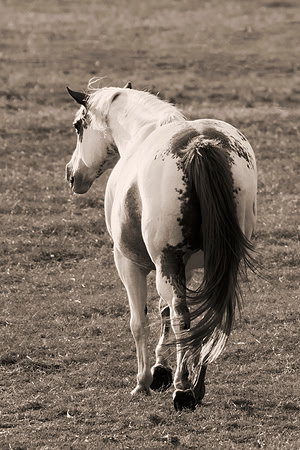 Bertazzoni, Indians, Nikon, Texas, apha, boys, bridles, burro, colors, "cow boys", donkey, "far west", halter, harness, herd, hoofs, horse, mustang, pack, paint, pioneers, portrait, "powerful horse",