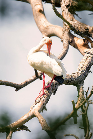 Bertazzoni, Jamaica, Nikon, artistic, beak, colors, feathers, fishing, "flying egret", heron, legs, migration, nature, nesting, panning, parade, pond, safari, swamp, "white egret"