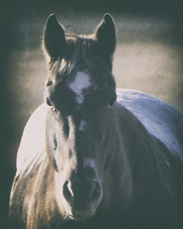 AQHA, Bertazzoni, Texas, artistic, vintage, gambling, head, horse, horse's portrait, nature, nikon, old, plaque, prairie, racing, speed, appaloosa