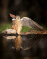 Birds of Prey