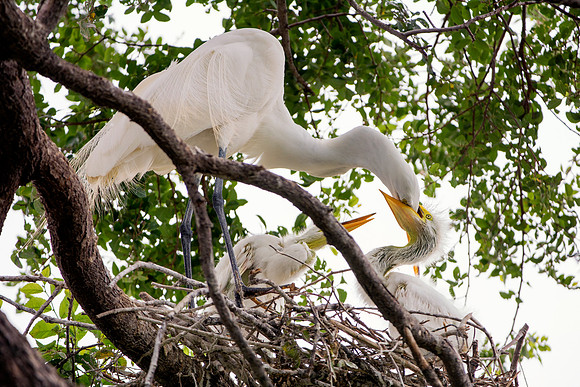 Bertazzoni, Jamaica, Nikon, artistic, beak, colors, feathers, fishing, "flying egret", heron, legs, migration, nature, nesting, panning, parade, pond, safari, swamp, "white egret"