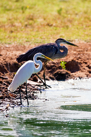 Bertazzoni, Nikon, Texas, bird, "black & white", feathers, fishing, "great Blue Heron", lake, migration, nature, park, peak, pond, swamp, "wading bird", wildlife, wings