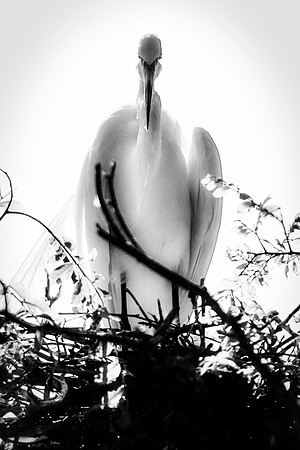 Bertazzoni, Jamaica, Nikon, artistic, beak, colors, feathers, fishing, "flying egret", heron, legs, migration, nature, nesting, panning, parade, pond, safari, swamp, "white egret"