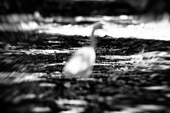 Great White Egret