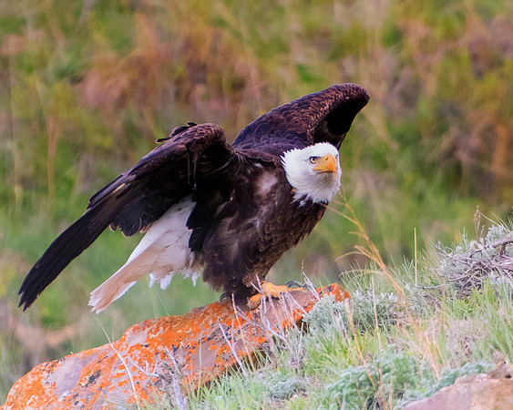 Bertazzoni, "Grand Teton", Nikon, "North America", USA, Yellowsyone, "bald eagle", beak, "birds of prey", claws, colors, eagle, feathers, flying, icon, nature, nest, predator, scenic, sky, wings, "bla